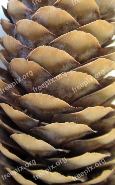 Pine Cone Crop Free Photos