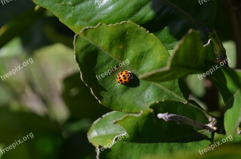 Insect Ladybug Beetle Planting Orange Tree