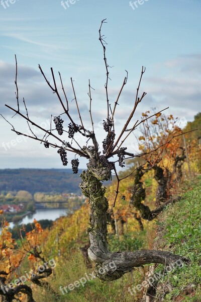 Grapevine Vineyard Landscape Winegrowing Vine