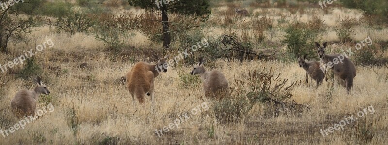 Kangaroos Outback Australia Dry Landscape