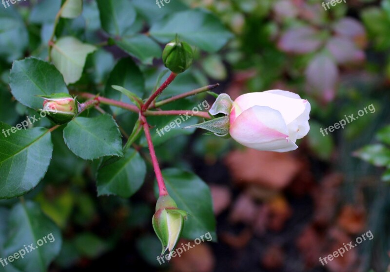 Rose Rosebud Flower Rose Petals The Delicacy