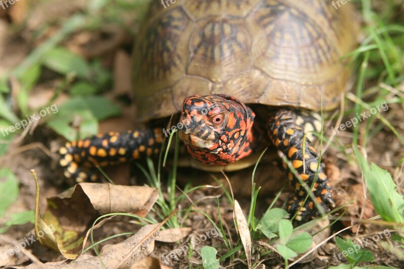 Nature Turtle Reptile Wild Shell