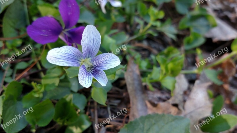 Flower Viola Foliage Purple Botanical