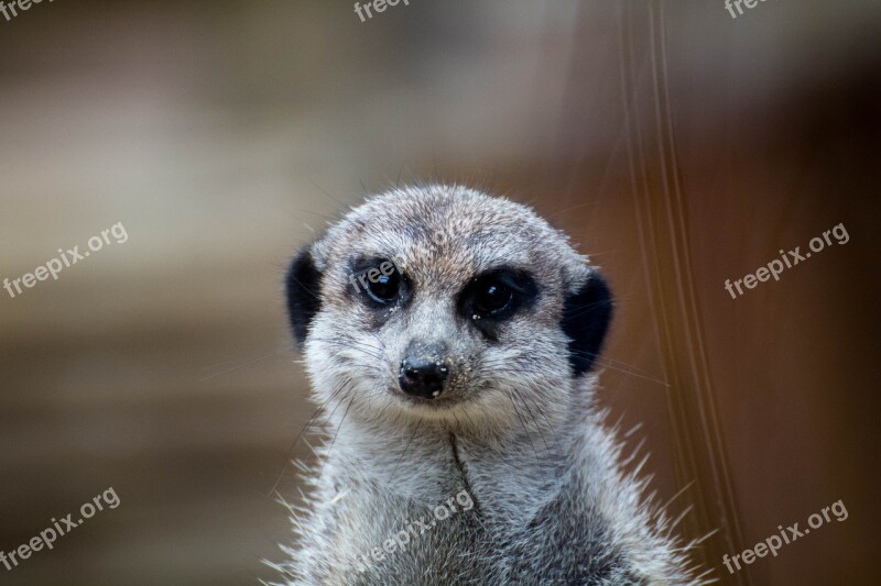 Erdmann Meerkat Animal Portrait Nature Furry