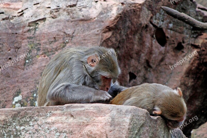 Monkey Delouse Baboon Primate Primates