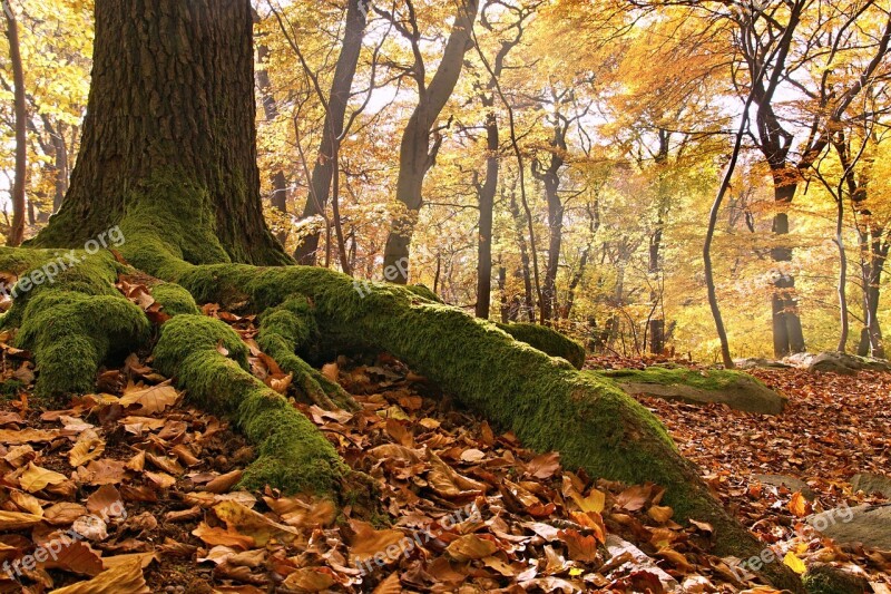 Beech Forest Roots Autumn Nature Tree