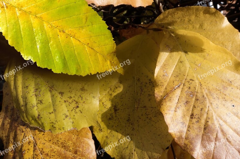 Autumn Beech Leaves Colorful Nature