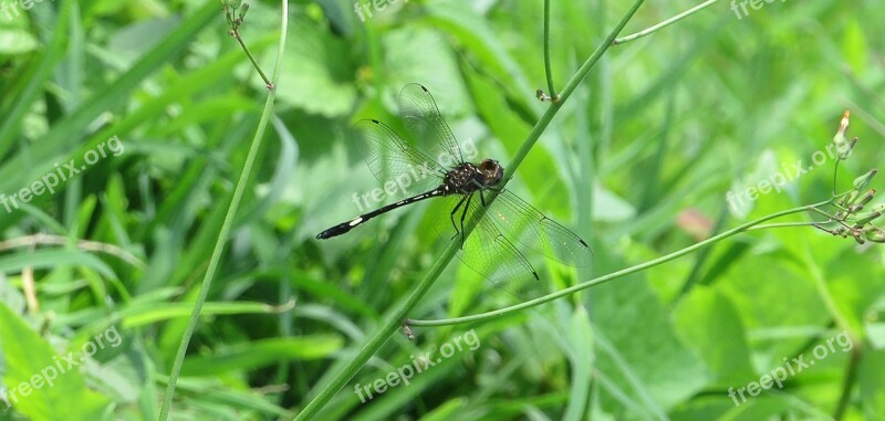 Insect Macro Dragonfly Armenia Free Photos