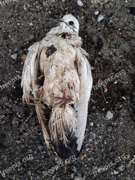 Dove Dead Bird Died Lifeless