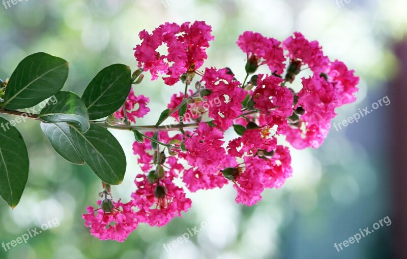 Crepe Myrtle Pink Flower Bud Spring