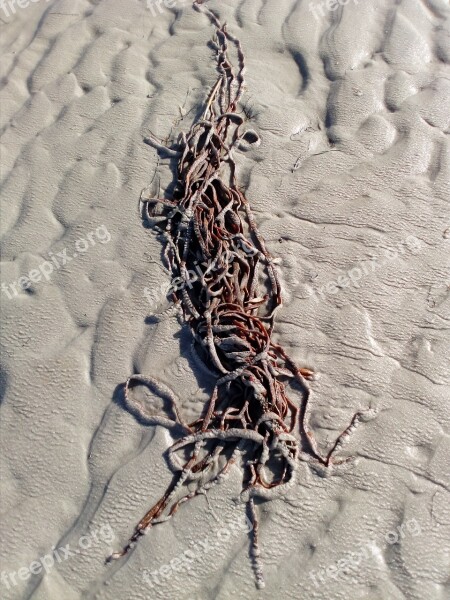 Beach Tang Flotsam Coast Washed Up On