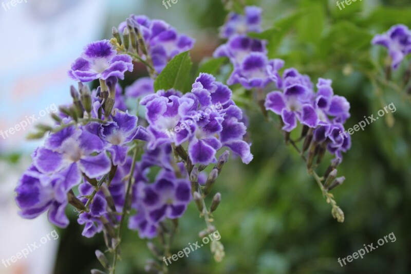 Flowers Little Flower Purple Flowers Free Photos