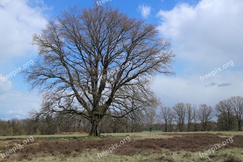 Tree Landscape Heide Nature Free Photos