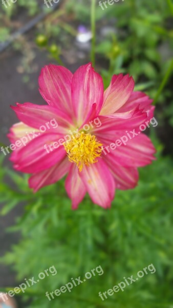 Flowers Cosmopolitan Cosmos Green Pink