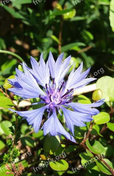 Cornflower Blue Blossom Bloom Summer