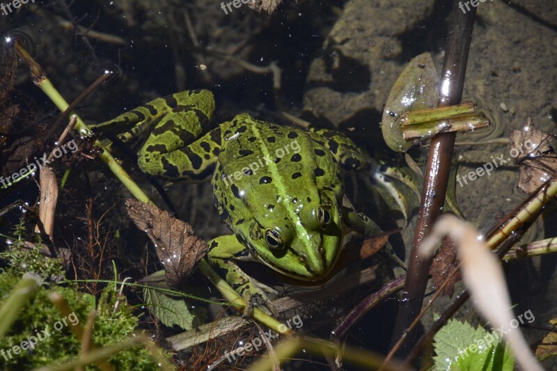 Toad Biotope Nature Green Free Photos