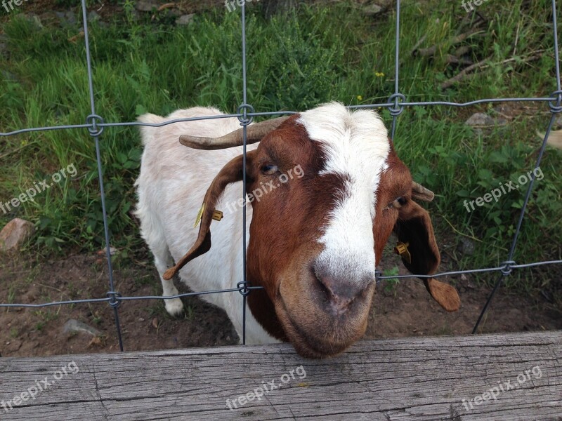 Goat Fence Billy Goat Domestic Goat Goat Buck