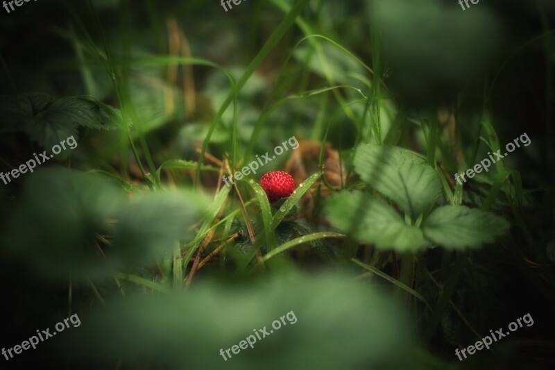 Wild Strawberry Berry Strawberry Red Fruit