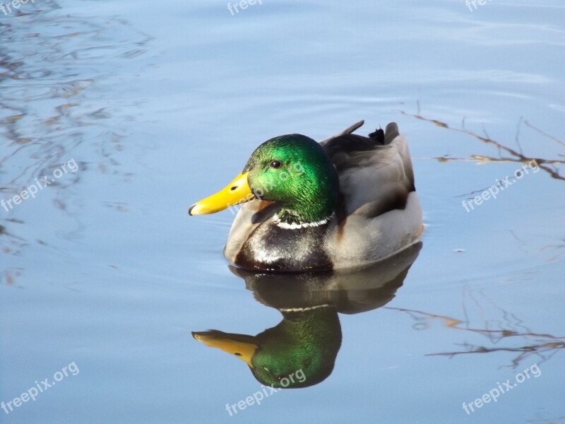 Nature Birds Kaczor Free Photos