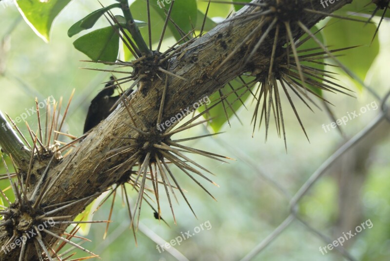 Cat's Claw Thorns Plant Tlapa De Comonfort Gro