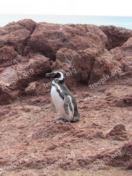 Penguin Magellan Nature Patagonia South