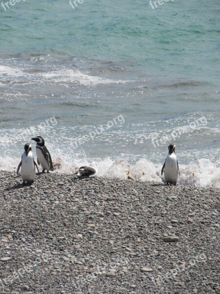 Punta Tombo Penguin Magellan Tourism South