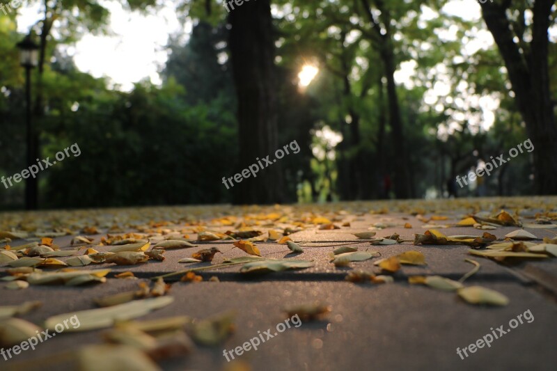 Autumn Defoliation Afterglow Sunshine Warm