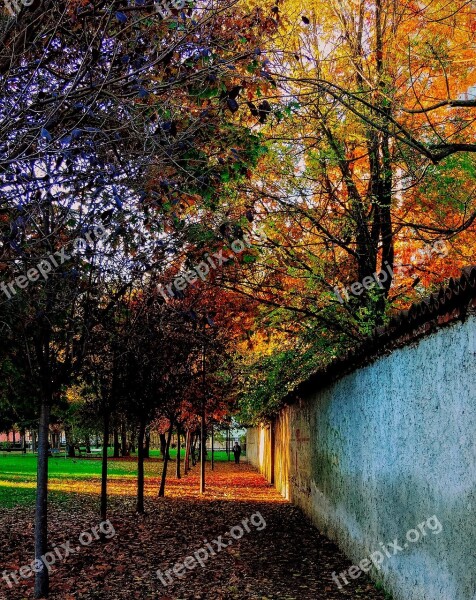 Torino Piemonte Italy Autumn Leaves