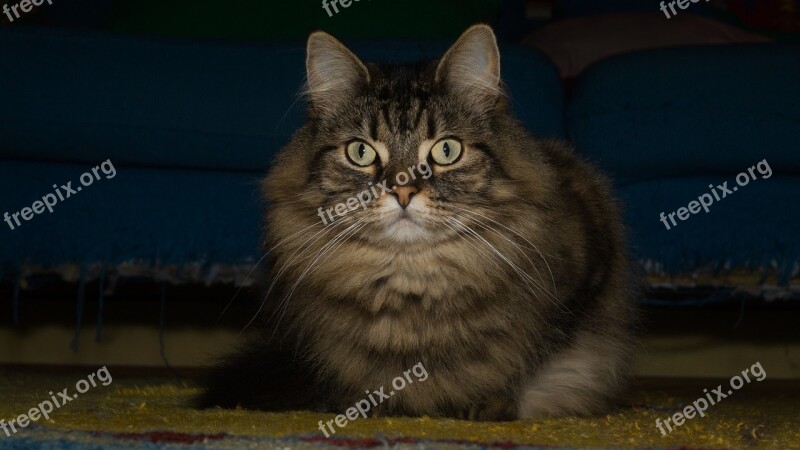 Cat Norwegian Forest Cat Attention Sweet Domestic Cat