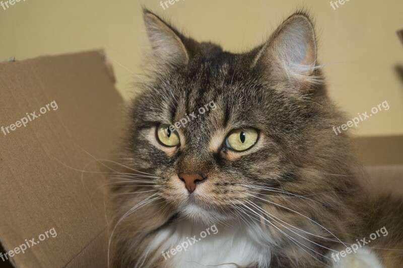 Cat Norwegian Forest Cat Sweet Head Mieze