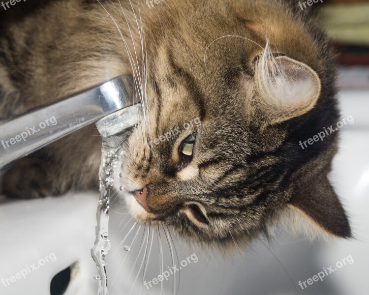 Cat Norwegian Forest Cat Drink Water Faucet