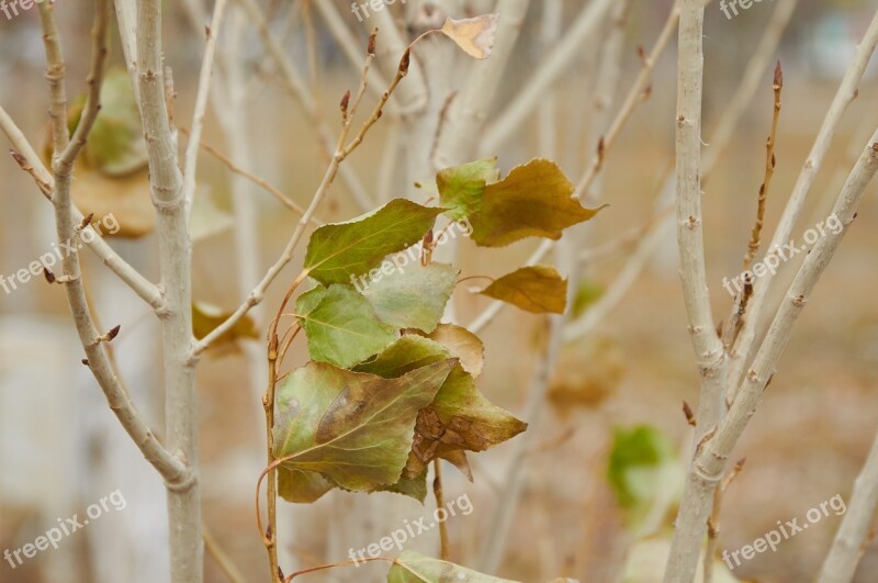 Autumn Leaves Autumn Leaf Autumn Leaves Autumn Nature