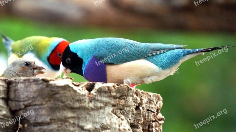 Erytrura Gouldiae Gouldian Finch Goulds