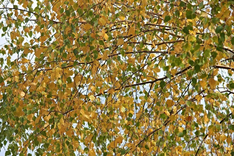 Birch Firs Autumn Nature Flora