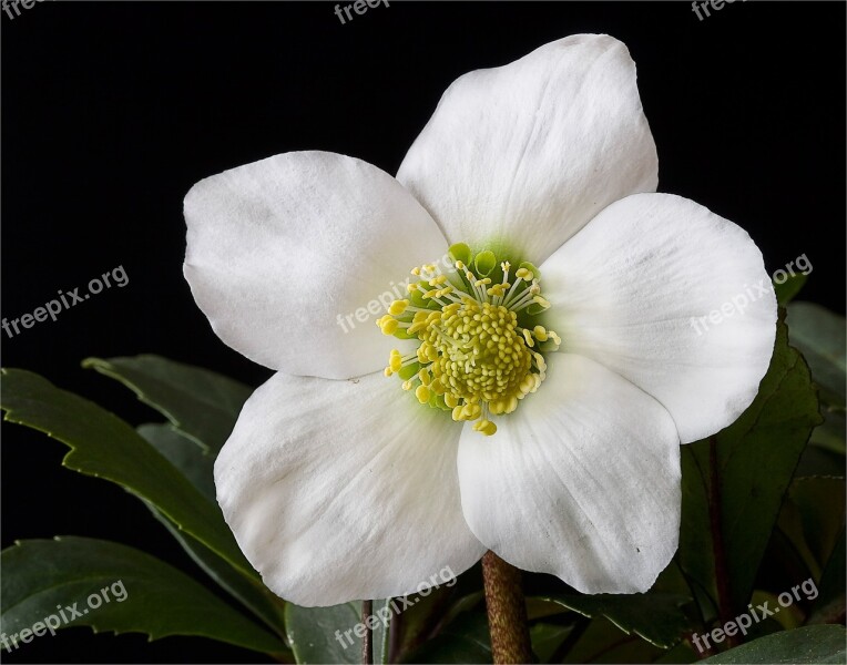 Nature Flowers Christmas Rose Helleborus Christmas