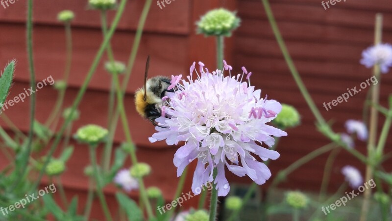 Bee Garden Plant Insect Pollen