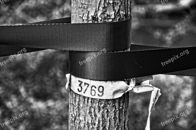 Young Tree Tree Trunk Bands Support Number