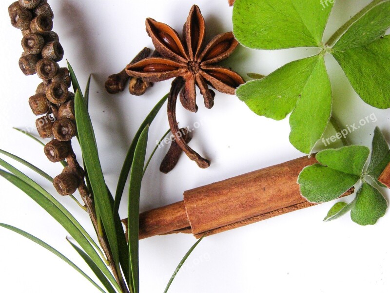 Autumn Fall Shamrock Shamrocks Green