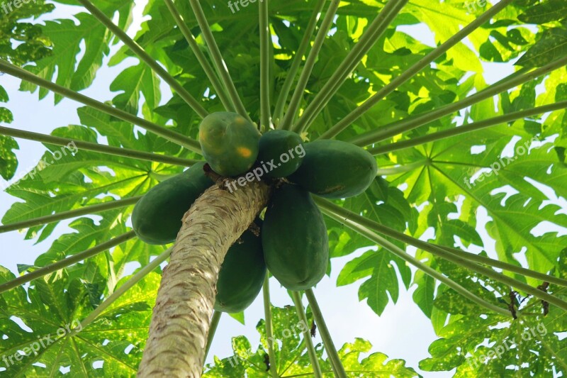 Tree Plant Papaya Green Leaves