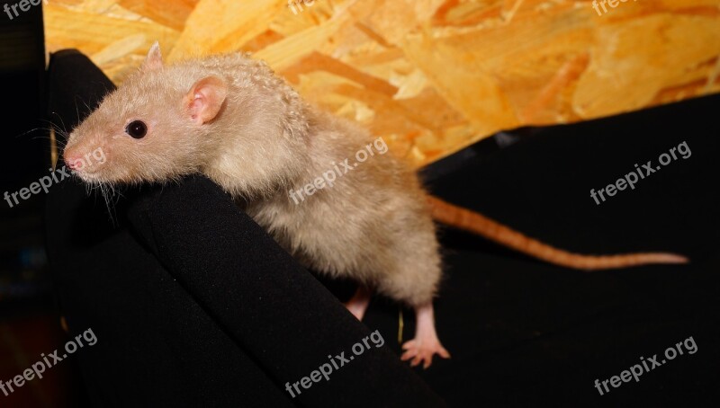 Rat Color Rat Tame Sweet Animal