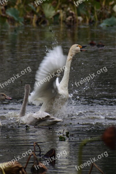 Animal Pond Waterside Waterweed Bird