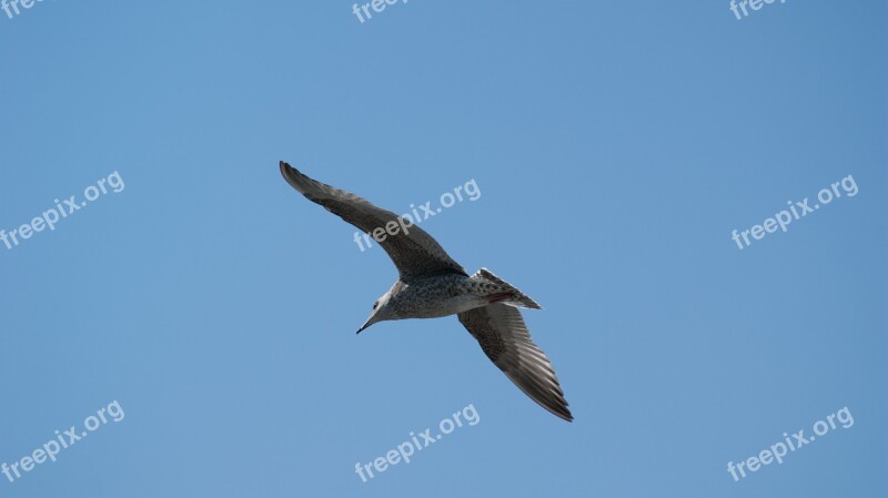 Bird Seagull Sky The Flight Of A Bird Wings