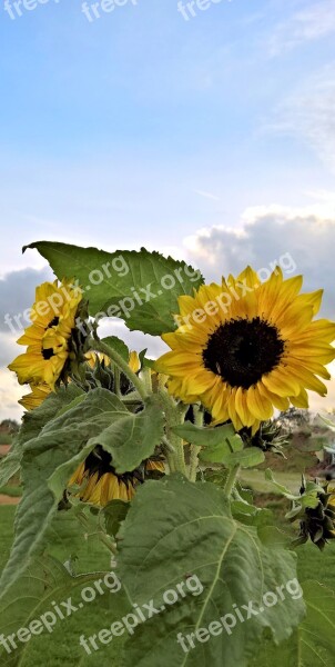 Plant Sunflower Yellow Flowers Brown Seeds In Full Bloom