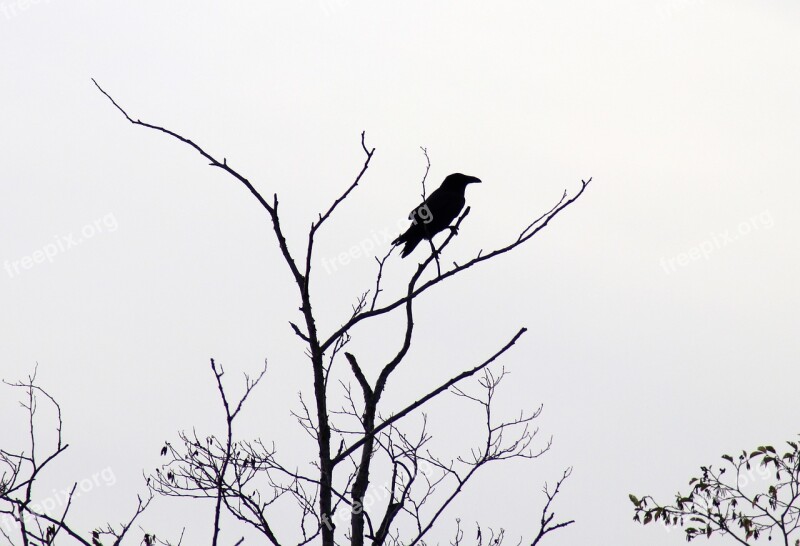 Raven Silhouette Black Bird Wildlife