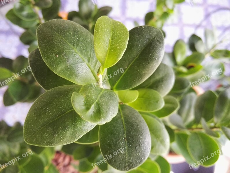 Leaves Dew Bonsai Ficus Ginseng