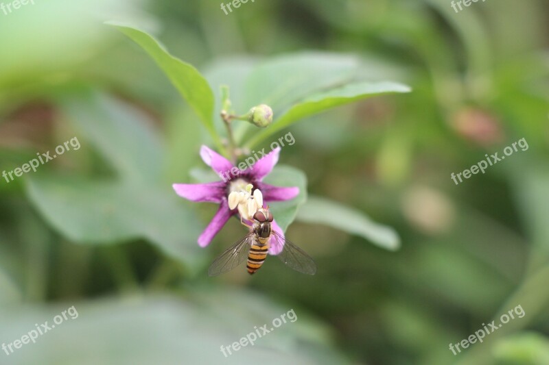 Plant Bee Insect Ye Tian Natural