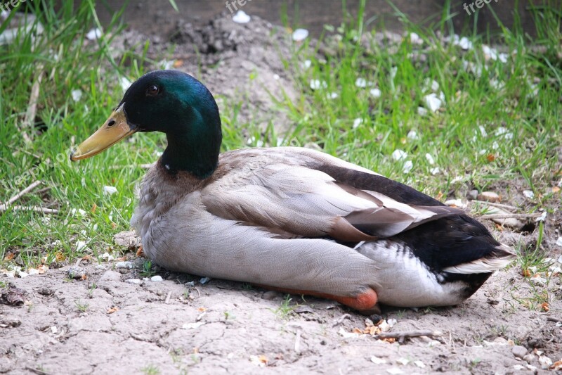 Duck Running Duck Indian Laufente Livestock Drake