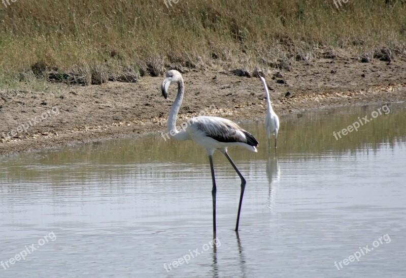 Bird Greater Flamingo Juvenile Young Phoenicopterus Roseus