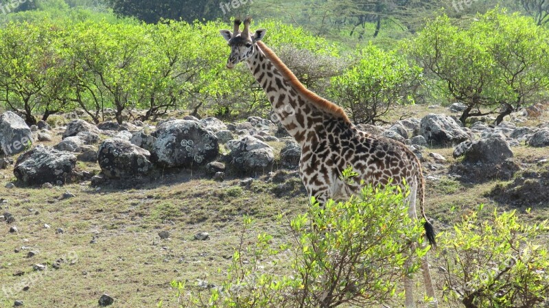 Giraffe National Park Tanzania Free Photos