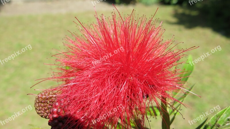 Flower Tanzania Steppe Free Photos